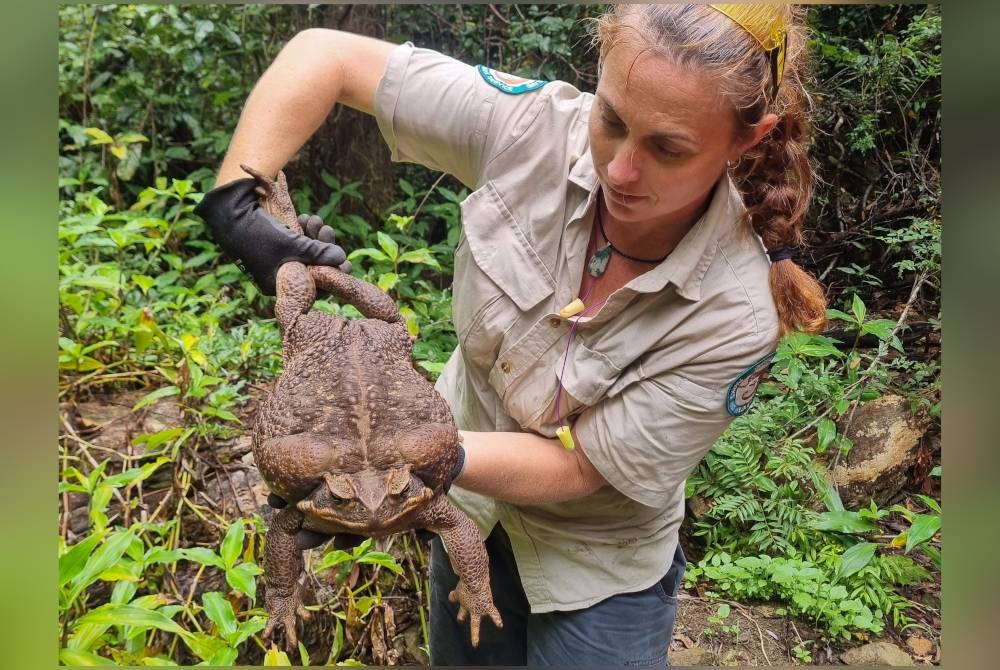 Katak tebu diperkenalkan di Queensland pada 1935 untuk mengawal ancaman kumbang tebu. - Foto AFP