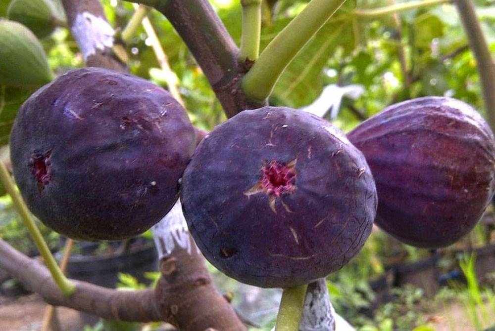 Melaka berpotensi menjadi perintis kepada hab agropelancongan bagi tanaman buah tin yang diusahakan secara organik terbesar di negara ini. - Gambar hiasan