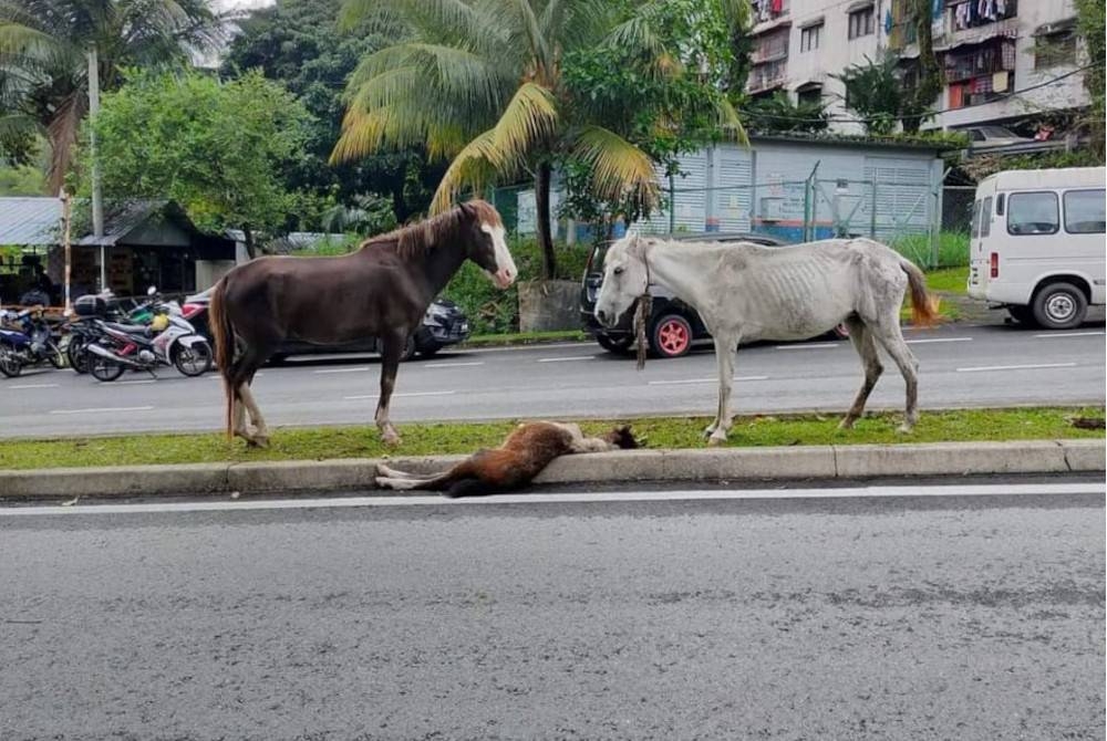 Persatuan Haiwan Malaysia berkongsi keadaan tiga ekor kuda yang dilihat berkeliaran di jalan raya.