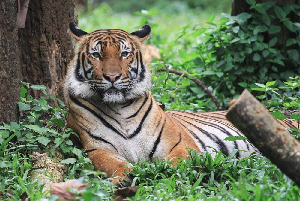 Perhilitan Perak menerima aduan berhubung kelibat harimau yang dilihat menerusi rakaman CCTV di Taman Bernam Baru, Tanjung Malim baru-baru ini. - Gambar hiasan