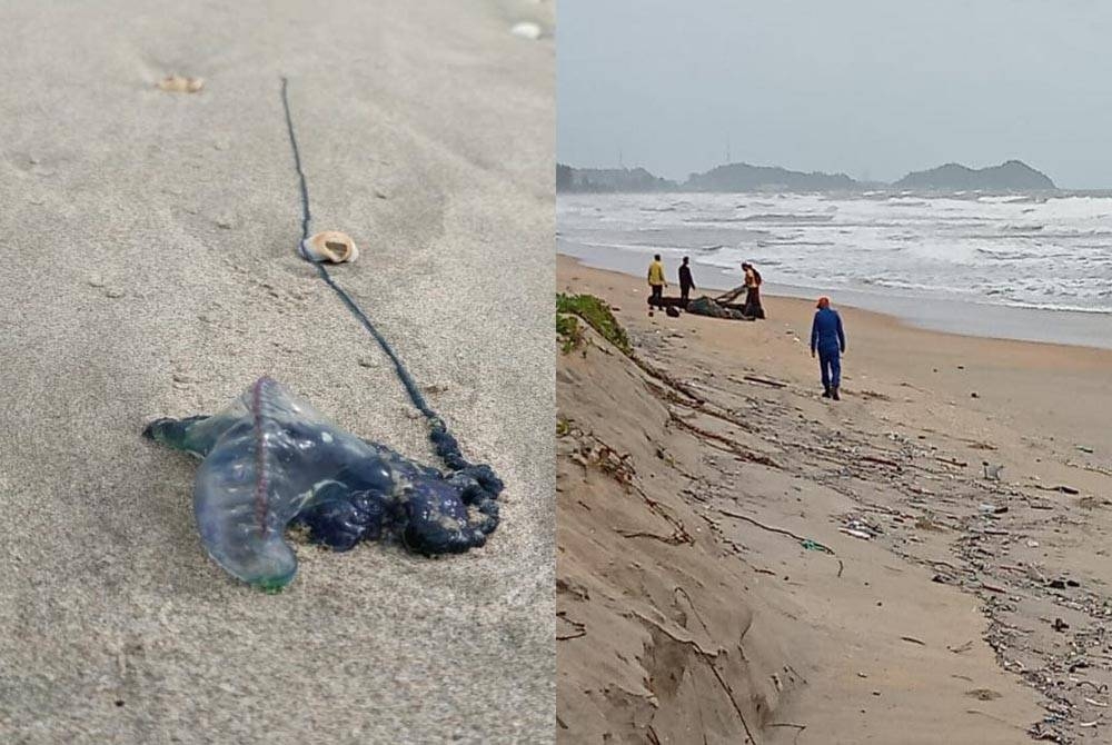 Ubur-ubur jenis Portuguese Man o&#039;War yang ditemui di pantai Pulau Kekabu, Marang. Gambar kanan : Anggota APM membuat pemantauan di pantai. Foto: APM