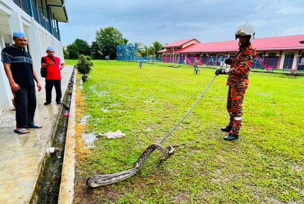 Ular sawa sepanjang dua meter berjaya ditangkap di SK Sungai Petai, Pasir Puteh pada Sabtu.