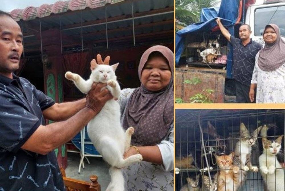 Faridah menyelamatkan 12 ekor kucing miliknya ketika rumahnya dilanda banjir. - Foto Bernama