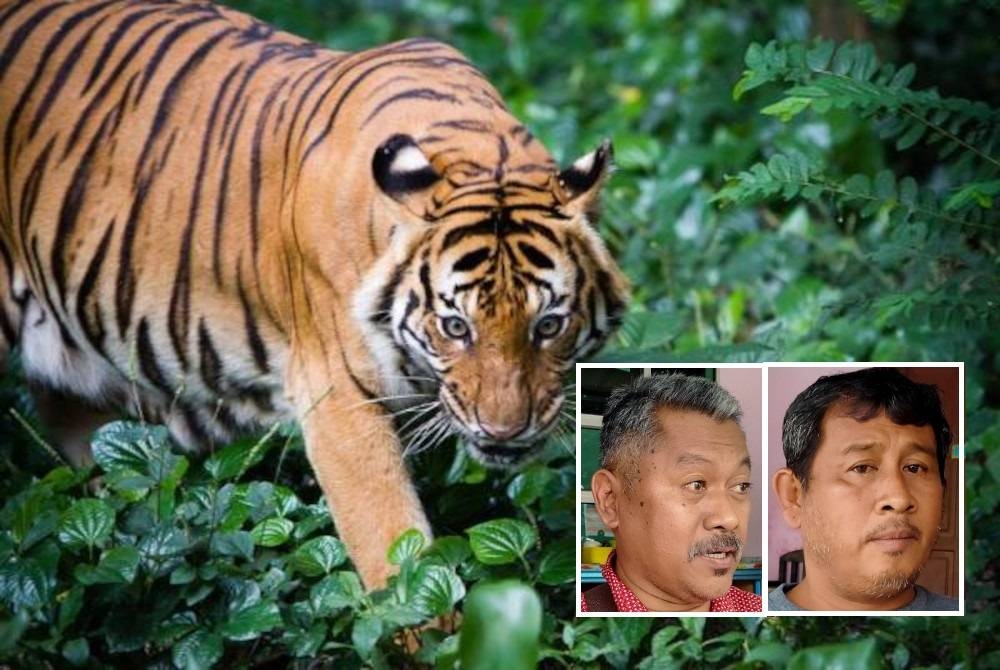 Harimau Belang. - Gambar hiasan. (Gambar kecil dari kiri: Hamdan, Rosley)