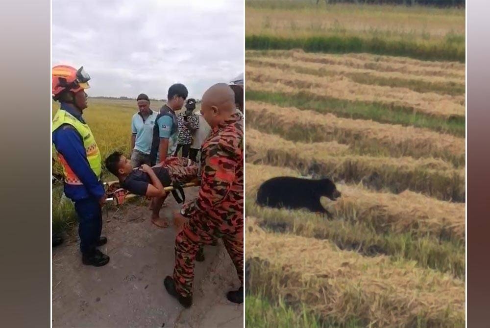 Mohamad Nizam yang cedera akibat gigitan beruang matahari di Kampung Kabu Sepuluh, Selengkoh Tengah, Yan, Kedah. (Gambar kanan : Tangkap layar dari video tular mengenai seekor beruang matahari di Kampung Kabu Sepuluh, Selengkoh Tengah, Yan, Kedah yang menyebabkan kecederaan seorang pegawai bomba bantuan.)