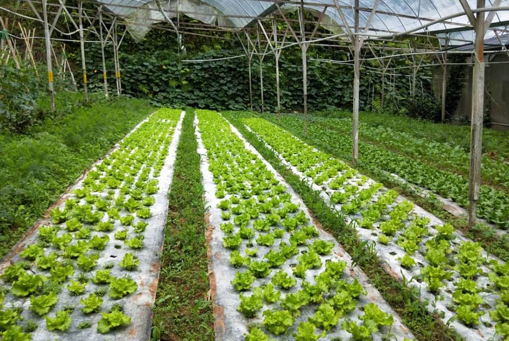 Sebuah kebun sayuran yang belum dapat dituai di Kampung Raja, Cameron Highlands, Pahang.