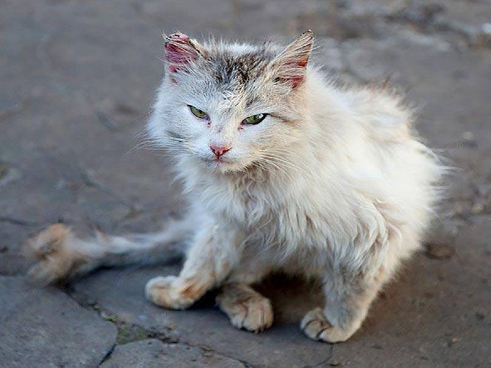 Singapura mengambil berat mengenai kes penderaan kucing di republik itu. - Agensi