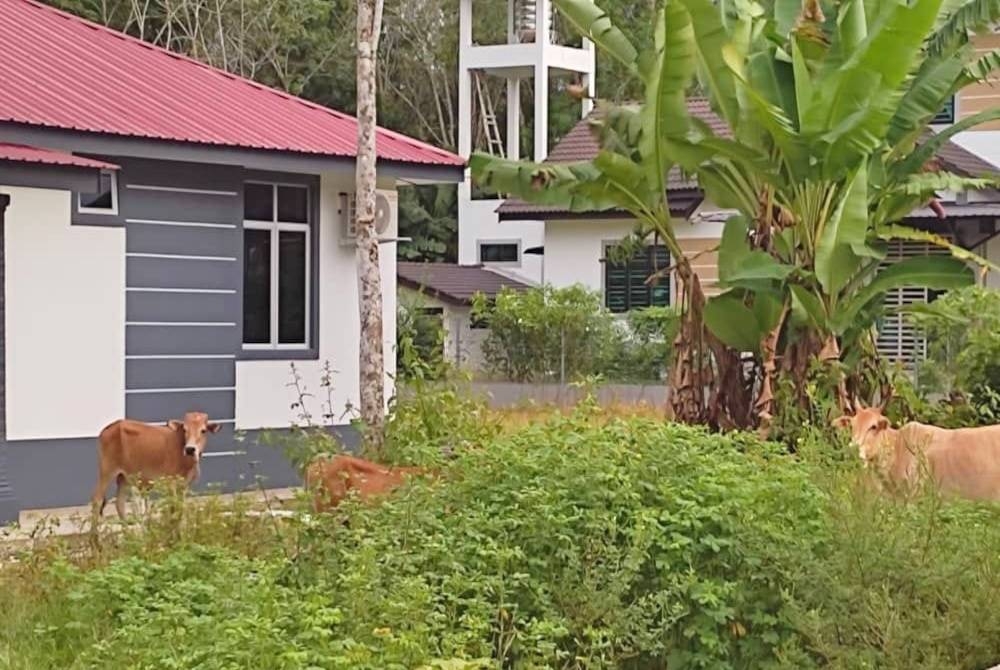 Penduduk di Kampung Bechah Kida, Tok Uban, Pasir Mas resah memikirkan masalah lembu berkeliaran yang mengganggu kehidupan mereka.