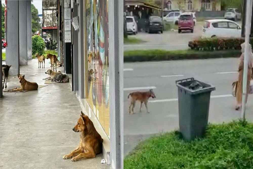 Sekumpulan anjing liar duduk di kaki lima kedai perkakasan rumah di Sungai Bajar, Kuala Berang di Hulu Terengganu. (Gambar kanan :Rakaman gambar menunjukkan seekor anjing liar cuba mendekati seorang penduduk yang berjalan berhampiran kedai perkakasan rumah di Sungai Bajar, Kuala Berang di Hulu Terengganu)