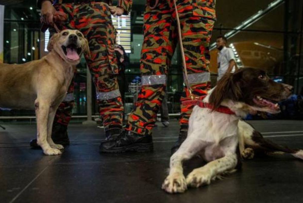 Frankie dan Dentie merupakan anjing sama terlibat dalam misi SAR tragedi tanah runtuh di tapak perkhemahan di Batang Kali, Disember lalu. - Foto Shahir Omar