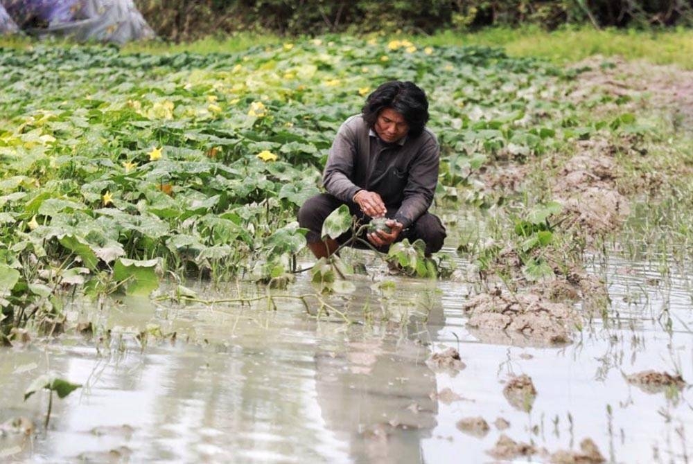 Mohd Khusairy reda melihat pokok labu manis yang ditanamnya ditenggelami banjir.