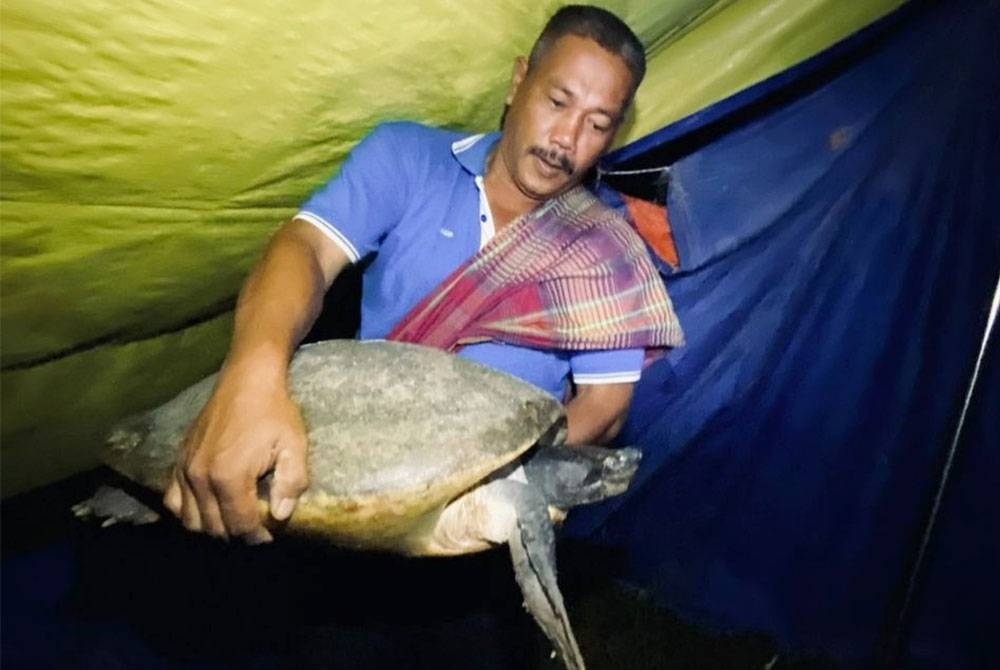 Ahli Geng Tuntung, Mohd Nasir Abdul Hamid bersama tuntung sungai yang dipulihara di Pusat Penetasan Tuntung di Kampung Pasir Gajah, Kemaman, Terengganu.