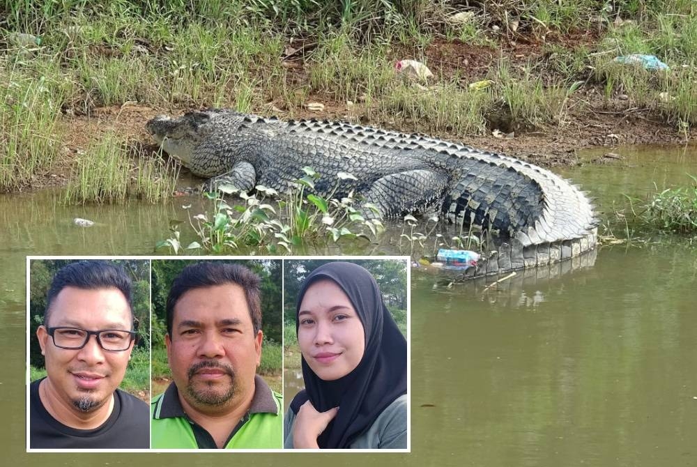 Seekor buaya tembaga dilihat berjemur di dalam longkang besar di Perkampungan Cenderawasih, Bukit Setongkol. Gambar kecil (dari kiri), Muhd Idlan, Mohd Azhar dan Nurhafieza