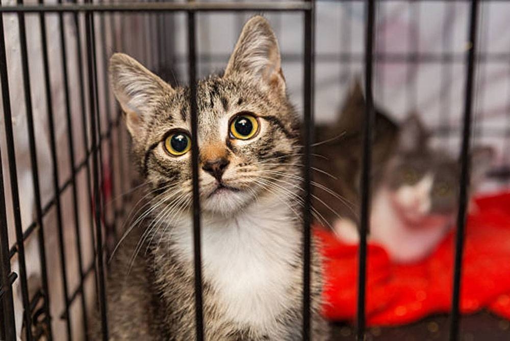 Segelintir penduduk Vietnam menjadikan daging kucing atau anjing sebagai makanan. - Agensi