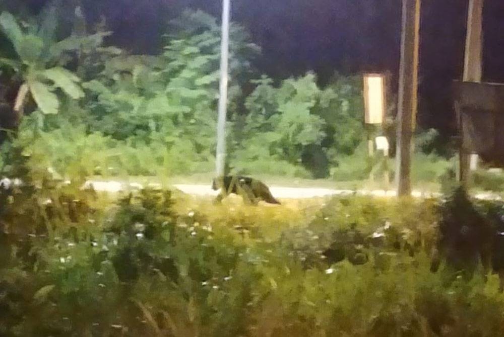 Gambar yang diambil penduduk kelihatan seperti seekor beruang matahari berada di tepi jalan di Malim Nawar, Kampar pada Jumaat. Foto: Ihsan pembaca