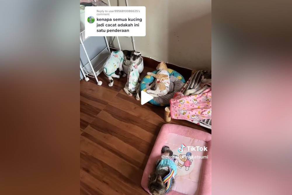 Tangkap layar video di akaun TikTok CeritaKucingKatsumi.