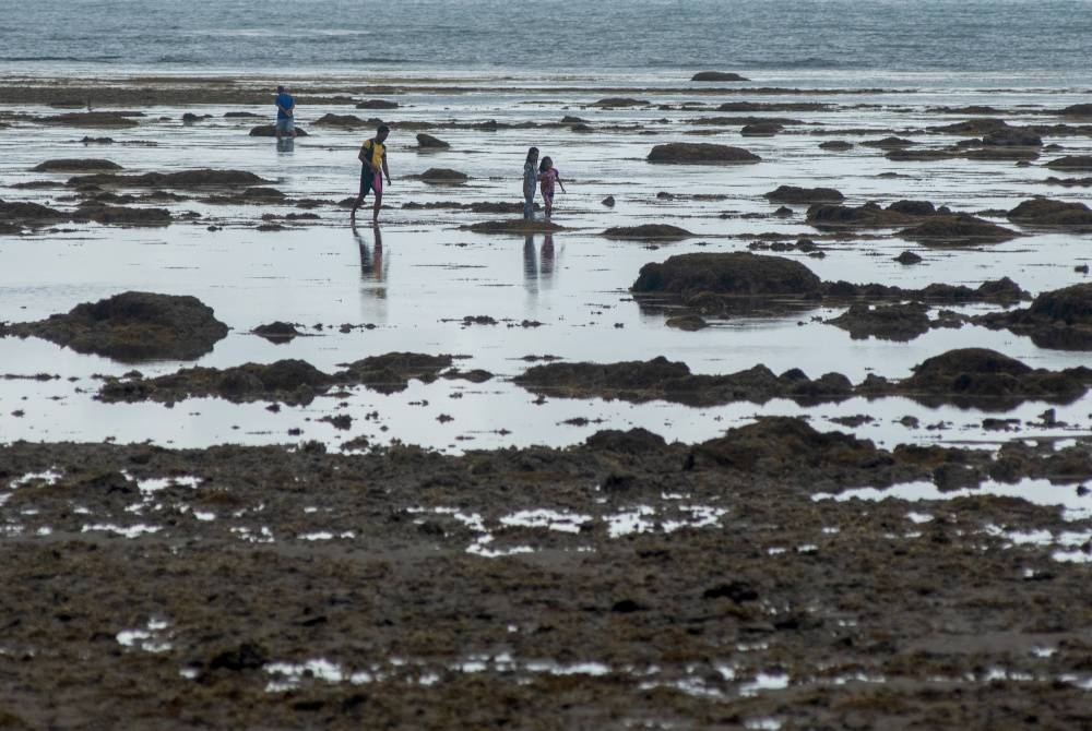 Penduduk setempat mencari hidupan laut dan ikan kecil susulan fenomena air laut surut besar di sepanjang pantai Kampung Sungai Miri dan Kampung Sungai Lada hari ini. - Foto Bernama