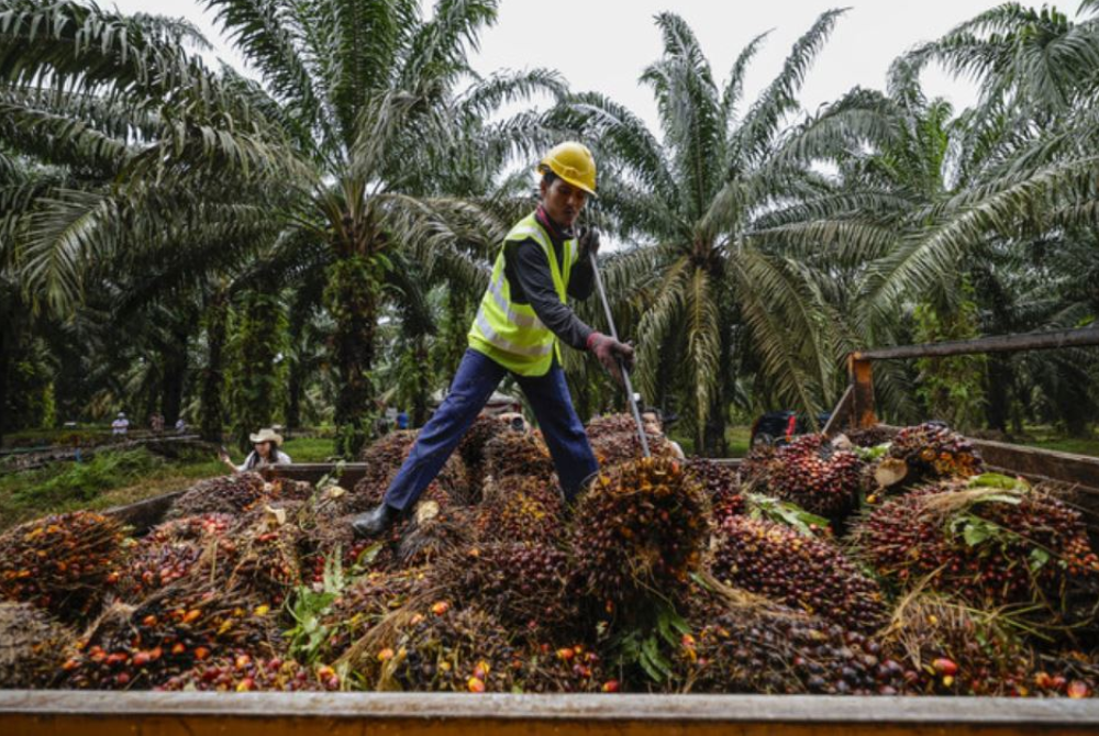 Kerajaan akan menyediakan sejumlah RM80 juta bagi menambah baik kelestarian industri sawit. (Gambar hiasan)