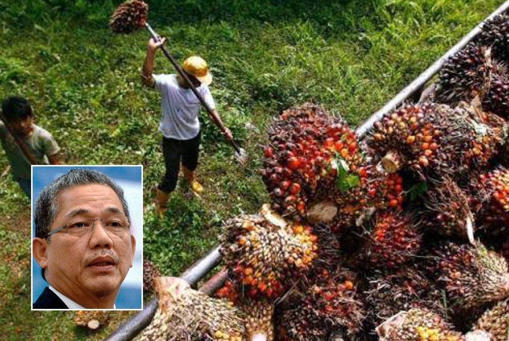 Syarikat besar diharap akan mencontohi inisiatif yang dilaksanakan oleh Sime Darby Plantation Bhd dalam menggaji pekerja tempatan untuk menguruskan ladang. - Gambar hiasan, gambar kecil: Fadillah Yusof