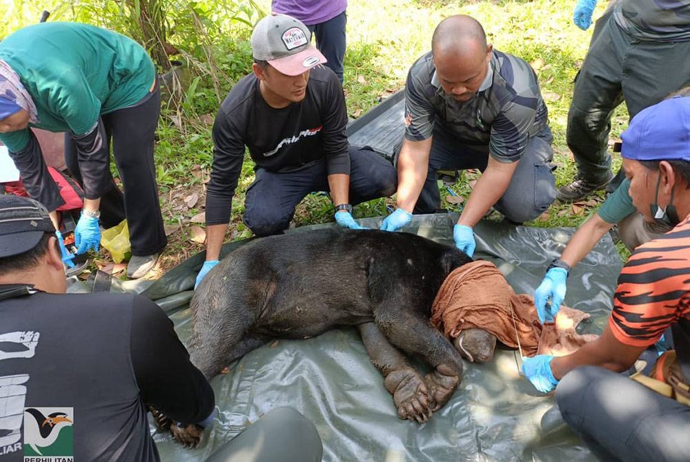 Beruang matahari yang masuk perangkap di Kampar pada Jumaat telah dilepaskan ke habitat asal di Taman Negeri Royal Belum. - Foto ihsan Perhilitan