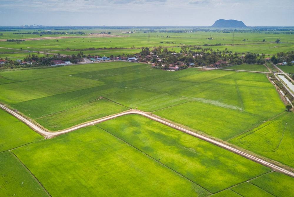 Terdapat seramai 57,635 orang peladang mengusahakan sawah seluas 100,658 hektar di dalam pentadbiran 27 PPK MADA. - Foto MADA