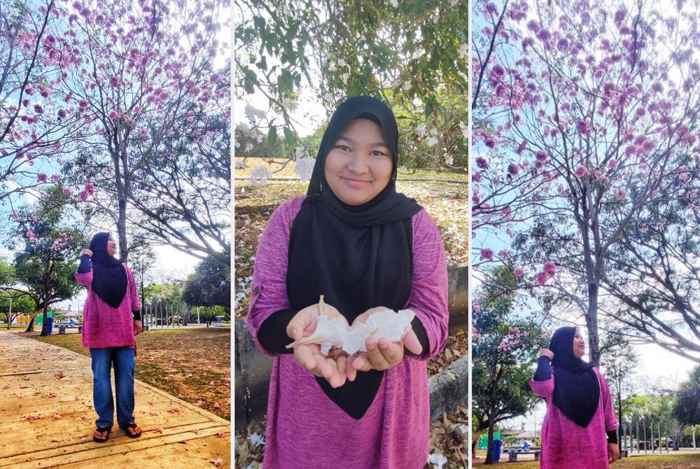 Seorang remaja, Nur Zahraa&#039; Alis Qaisara Mohd Azhar teruja melihat Sakura Kedah berbunga di Taman Rekreasi Ujana Peremba. (Gambar tengah: Nur Zahraa’ Alis Qaisara menunjukkan bunga sakura Kedah yang berguguran.)