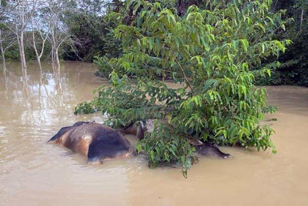 Antara lembu ternakan Abdul Halim Yusof di Kampung Pogoh Tengah, Segamat yang gagal diselamatkan berikutan banjir. - Foto Awani