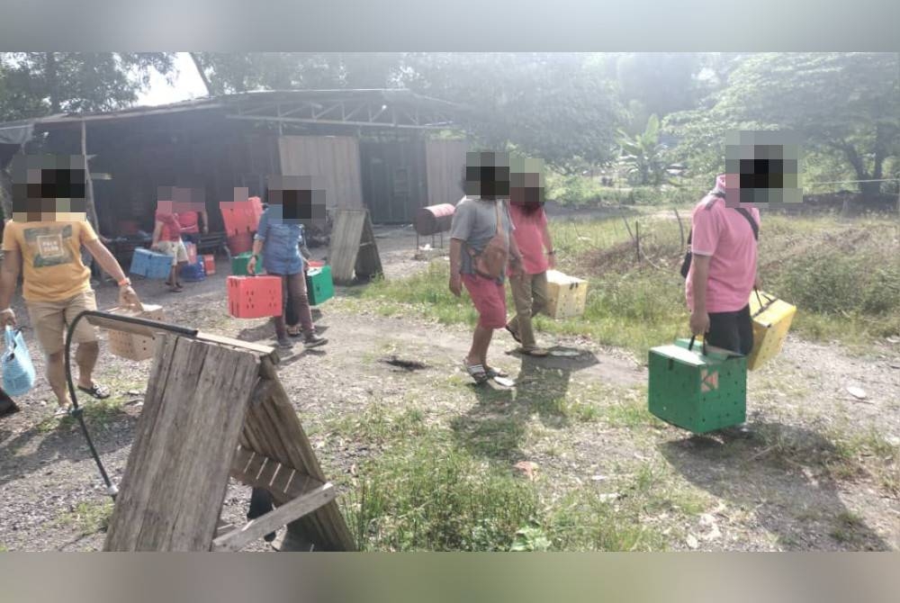 Polis menahan tujuh lelaki dalam serbuan judi sabung ayam di kawasan lombong di Bandar Saujana Putra, Kuala Langat pada Ahad.