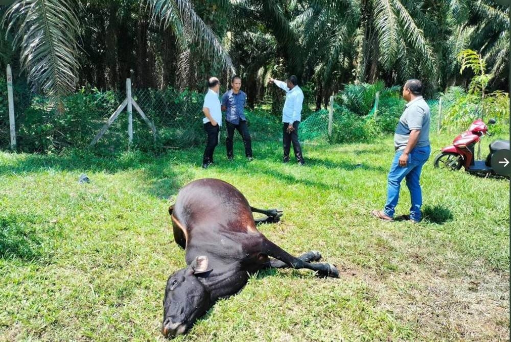 50 ekor lembu mati akibat keracunan di Machap Umboo, Alor Gajah, di sini pada Selasa.