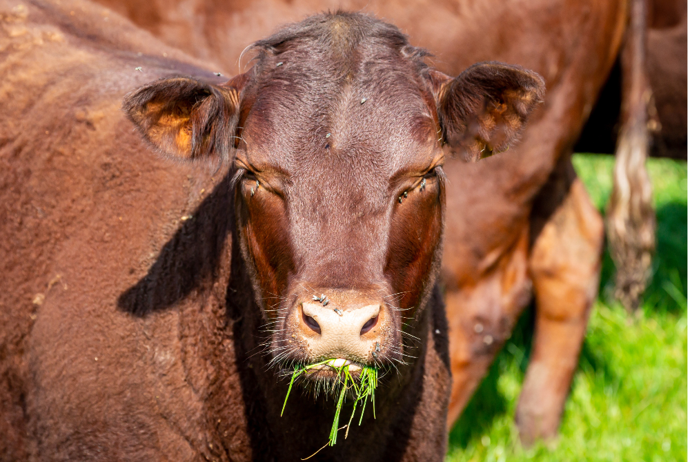 Thailand, Iran dan Jordan telah menggantung sementara import daging lembu dari Brazil susulan laporan kes penyakit lembu gila dikesan di negara berkenaan. - Foto hiasan/123RF