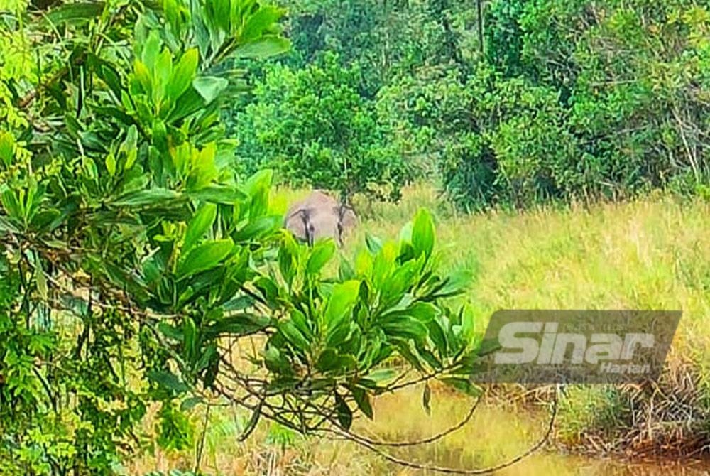 Gajah yang diikat kaki oleh Perhilitan bagi tujuan pemindahan ke habitat asalnya.