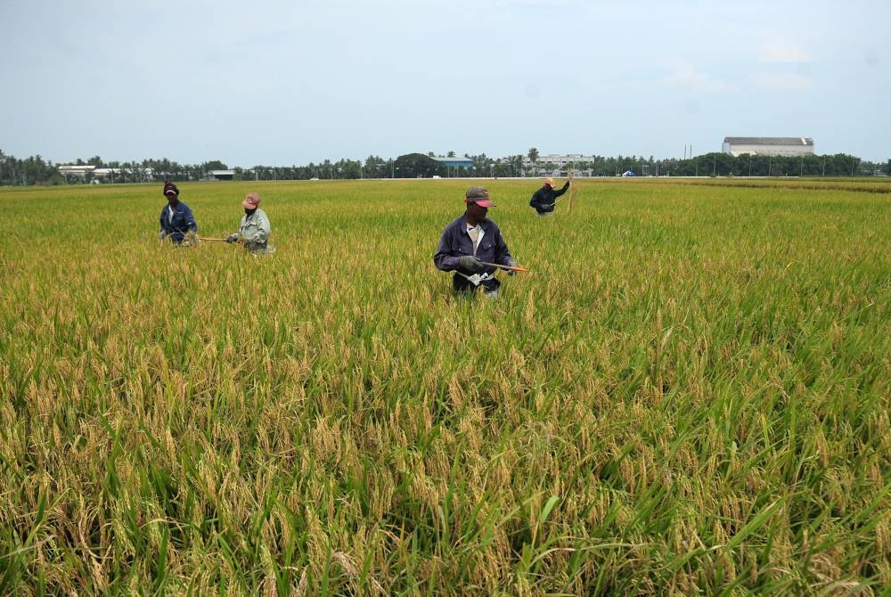 FELCRA Berhad akan membangunkan estet padi berskala besar di Sabah dan Sarawak bagi menangani isu keterjaminan makanan negara. - Gambar hiasan