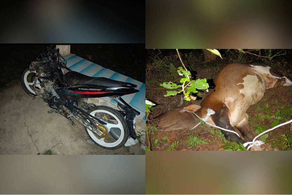 Keadaan motosikal mangsa remuk selepas melanggar lembu.