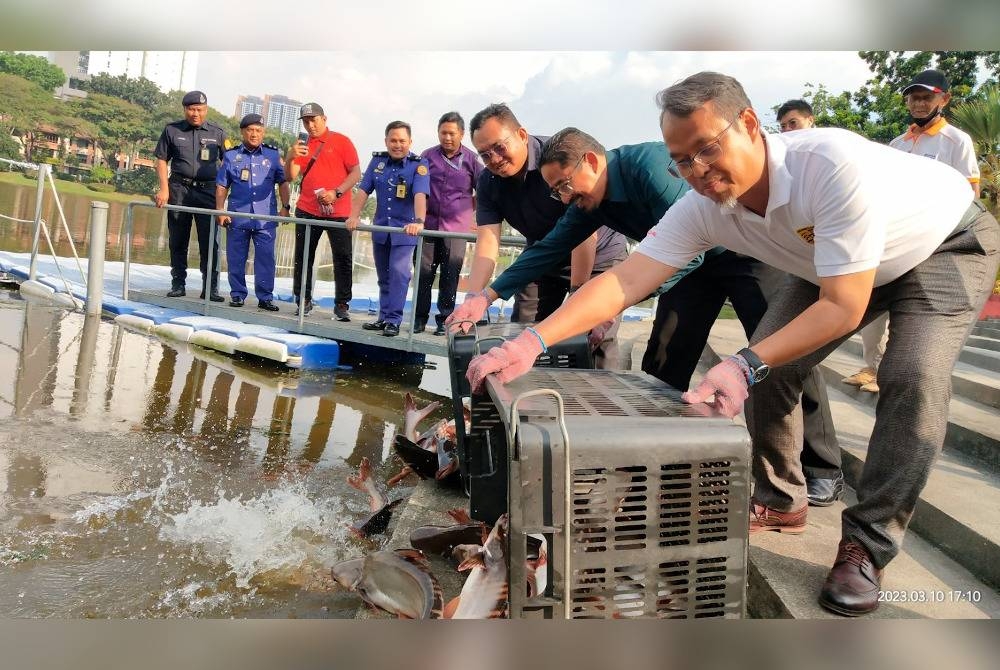 Mohamad Azhan (depan) melepaskan ikan patin hampir 600 kg bersaiz antara tiga hingga lima kg di Taman Tasik Bandaran, Kelana Jaya Jumaat lepas.