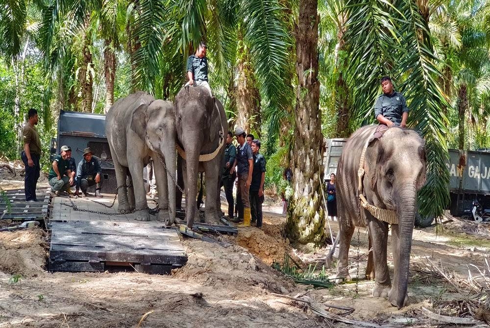 Yong Ana dan Yop Padang akan dilepaskan di habitat asal selepas ditangkap di Kampung Padang pada Jumaat.