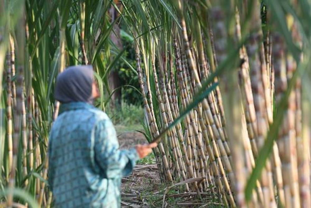 Malaysia bergantung sepenuhnya kepada import gula mentah dari Brazil selepas penutupan ladang tebu Chuping, Perlis pada 2012. (Gambar hiasan) - Foto Bernama