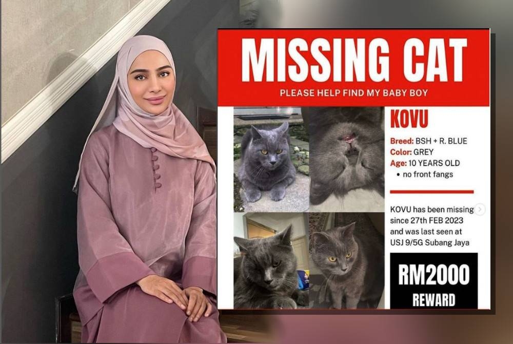 Kila Fairy menawarkan ganjaran berjumlah RM2,000 kepada sesiapa yang menemui kucing jenis baka kacukan British Shorthair dan R. Blue miliknya yang hilang sejak 27 Februari lalu di sekitar Subang Jaya. - Foto IG kilafairyofficial