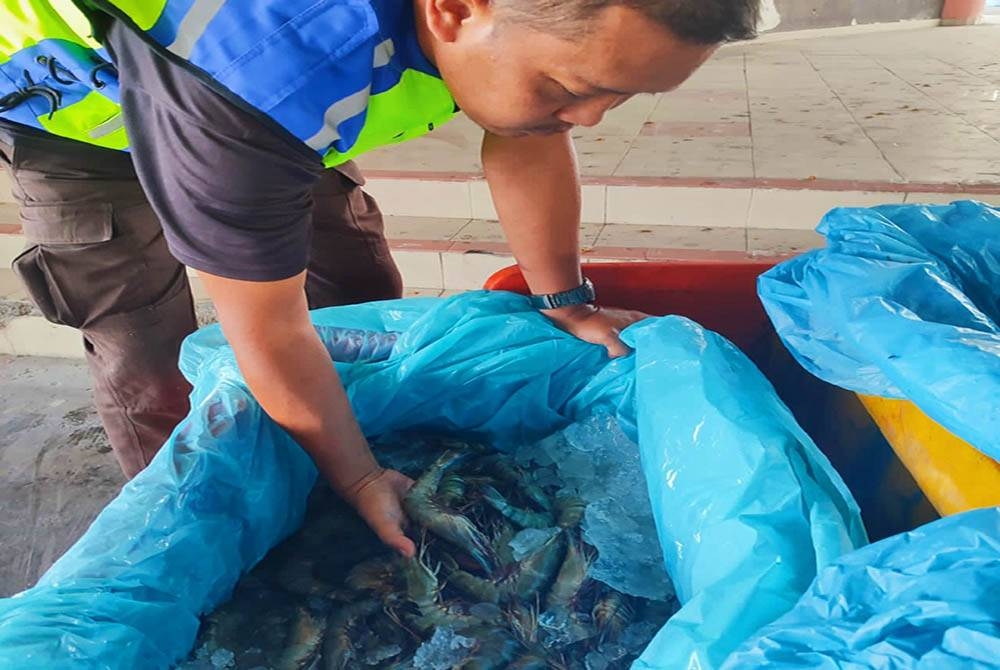 Pemeriksaan dilakukan ke atas rampasan pelbagai jenis ikan basah yang dibawa masuk tanpa permit di pintu masuk Pelabuhan Lumut pada Rabu. Foto: Maqis Perak