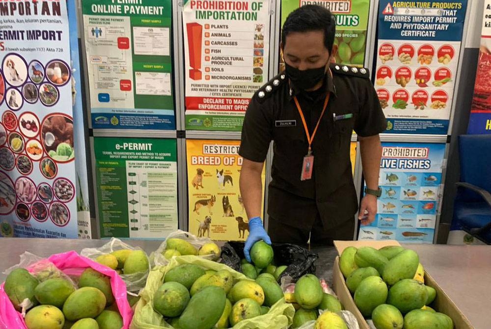 Maqis merampas 50 kg mangga dari Kemboja di KLIA2, Sepang pada Khamis lalu.