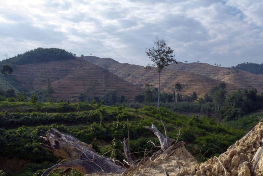 Malaysia telah menebang hutan seluas 349,244 hektar, dengan Sarawak dan Pahang mengalami kadar penebangan hutan tertinggi antara 2017 dan 2021. - Foto hiasan/Bernama