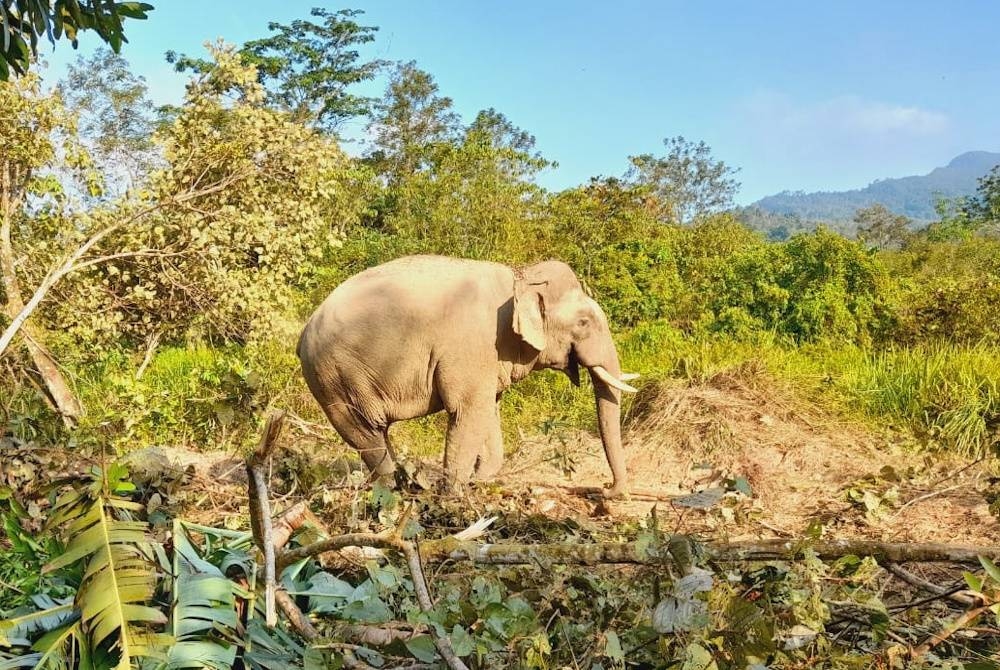 Gajah jantan seberat 2.2 tan berjaya ditangkap Perhilitan Perak akan dipindahkan ke habitat asal pada Rabu. - Foto Ihsan Perhilitan Perak