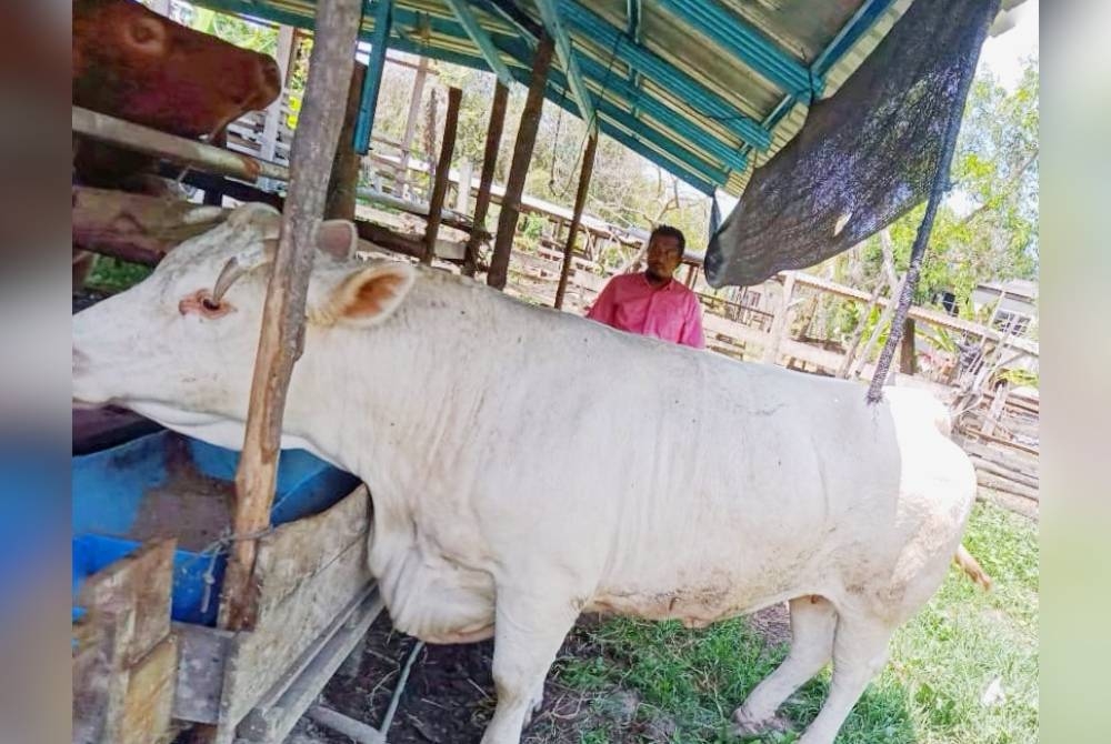 Ahmad Badrul Hisyam di samping seekor lembu sado baka Charolais digelar Mona yang akan disembelih untuk dijual pada Rabu.