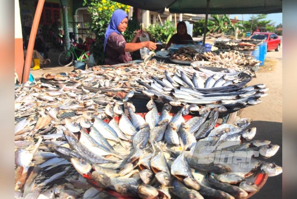 Hazuana (kiri) menyusun ikan-ikan di atas para.