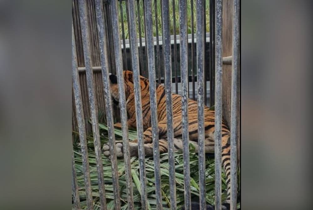 Gambar harimau belang memasuki perangkap Perhilitan di Felda Kerteh 1, Dungun yang tular dalam media sosial.