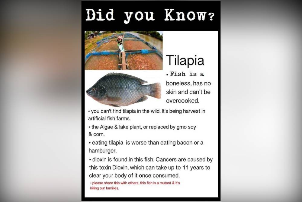 Tular poster di WhatsApp yang mendakwa ikan tilapia tidak selamat dimakan.