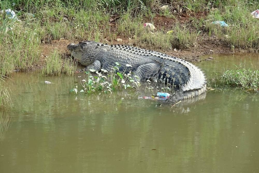 Gambar hiasan