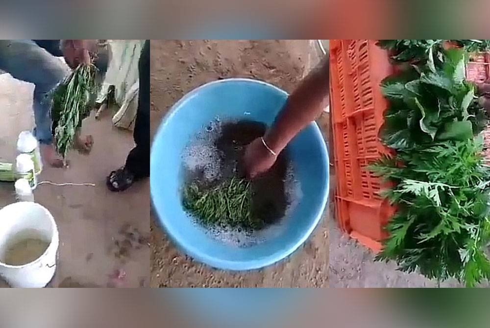 Video tular kononnya seorang lelaki menggunakan larutan kimia untuk menyegarkan kembali sayuran berdaun yang layu.