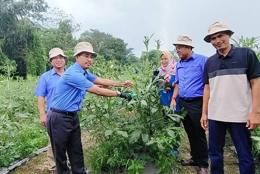 Abdul Rashid (dua kiri) ketika meninjau ladang bendi milik peserta ladang kontrak, Kamarudin (kanan).