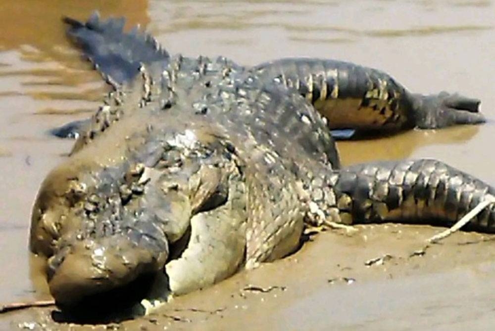 Keadaan bangkai buaya tembaga ditemui terapung di Sungai Selangor berhampiran Kampung Kuantan pada Sabtu.