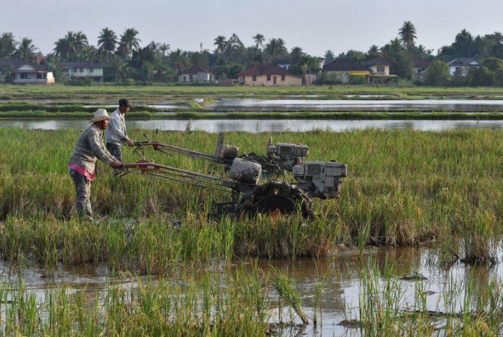 Seramai 81,153 pesawah berdaftar di Kedah, Perlis, Pulau Pinang dan Selangor akan menerima bantuan khas sebanyak RM250. - Foto Bernama